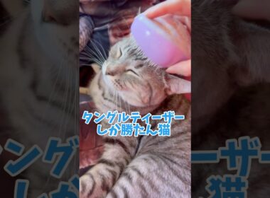 猫にオススメのブラシを見つけた‼タングルティーザーだ‼️【マンチカン】