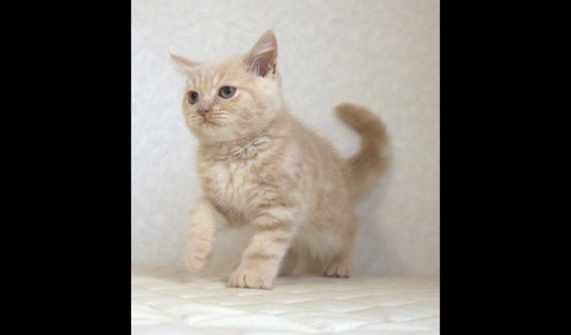 ブリティッシュショートヘアー子猫　British Shorthair　2025.7.21産まれ　　クリーム　男の子　シーダキャット猫のお店