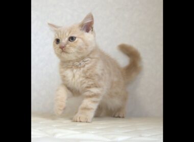 ブリティッシュショートヘアー子猫　British Shorthair　2025.7.21産まれ　　クリーム　男の子　シーダキャット猫のお店