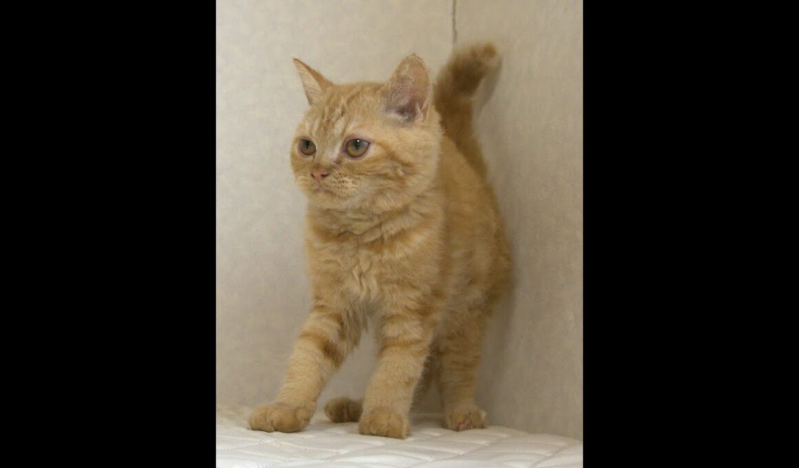 セルカークレックス子猫　Selkirk Rex　2025.5.28産まれ　レッドタビー　巻き毛　男の子　シーダキャット猫のお店