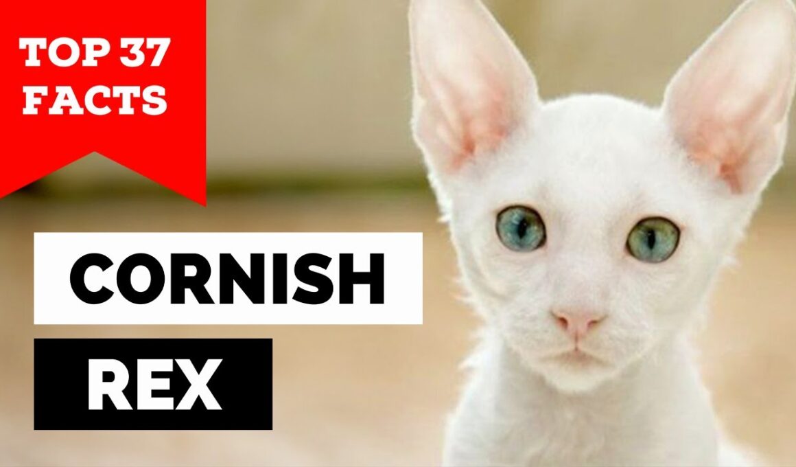 99% of Cornish Rex Cat Owners Don't Know This
