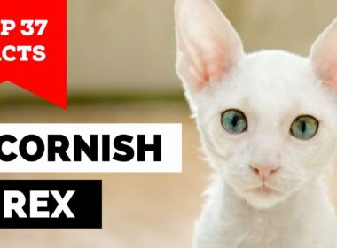 99% of Cornish Rex Cat Owners Don't Know This