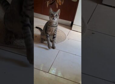 I want to play 🙃🙃#cat #kitten #haha #funnycats #funnyvideo #pets