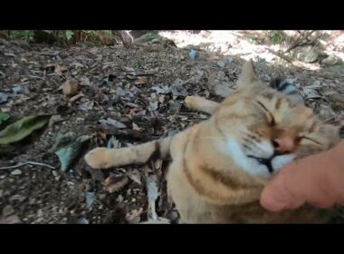 裏山から帰って来ない娘猫を心配する夜