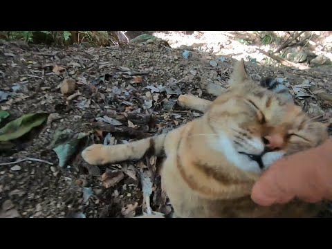 裏山から帰って来ない娘猫を心配する夜