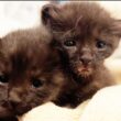 保護子猫兄妹、寄り添い育った別れの日　The Day of Departure