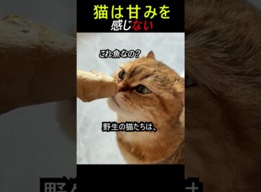 猫の甘さ、感じない
