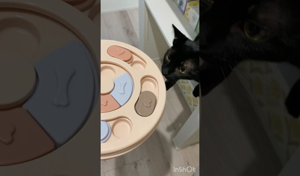 愛猫が健康になるおもちゃ【知育トイ】【パズルフィーダー】#3coins #黒猫 #ボンベイ #子猫 #ねこ #ストレス解消 #cat 　音楽: Good time 01ミュージシャン: Xuxiao
