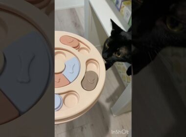 愛猫が健康になるおもちゃ【知育トイ】【パズルフィーダー】#3coins #黒猫 #ボンベイ #子猫 #ねこ #ストレス解消 #cat 　音楽: Good time 01ミュージシャン: Xuxiao