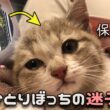 【本編】お外で鳴いてた ひとりぼっちの子猫をほっとけませんでした…