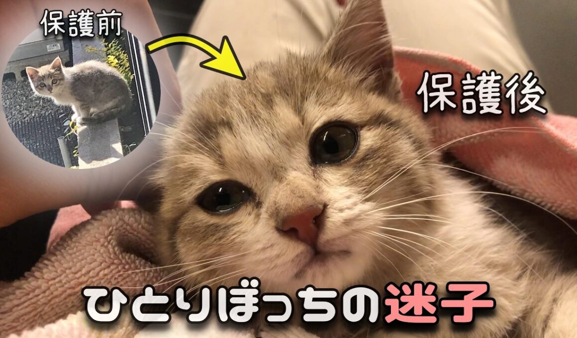 【本編】お外で鳴いてた ひとりぼっちの子猫をほっとけませんでした…