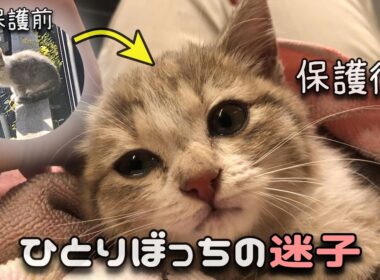 【本編】お外で鳴いてた ひとりぼっちの子猫をほっとけませんでした…