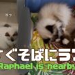バーマン猫ガブとラフ【すぐそばにラフ】Raphael is nearby（バーマン猫）Birman/Cat