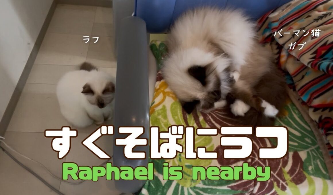 バーマン猫ガブとラフ【すぐそばにラフ】Raphael is nearby（バーマン猫）Birman/Cat