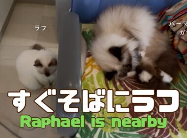バーマン猫ガブとラフ【すぐそばにラフ】Raphael is nearby（バーマン猫）Birman/Cat