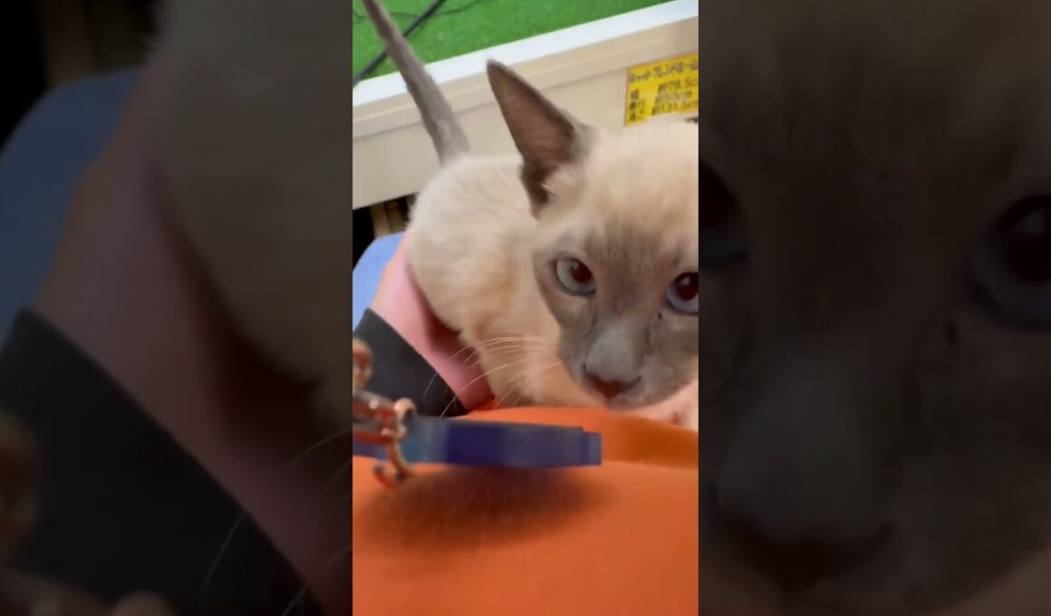 ♡新しいねこちゃん紹介♡ #シャム    #cat