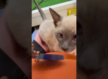 ♡新しいねこちゃん紹介♡ #シャム    #cat