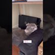 犯人は誰だ #ねこ動画 #アメリカンカール #ねこ