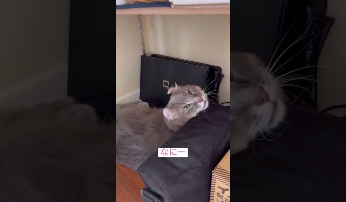 犯人は誰だ #ねこ動画 #アメリカンカール #ねこ