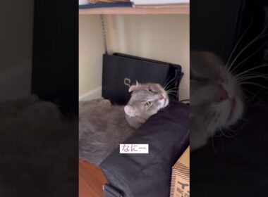 犯人は誰だ #ねこ動画 #アメリカンカール #ねこ