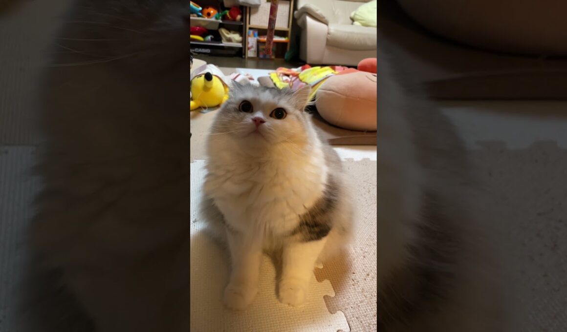 頭にずぶしゅされる塩猫　#shorts #スコティッシュフォールド #もふもふ猫