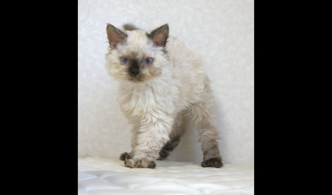 セルカークレックス子猫　Selkirk Rex　2025.5.28産まれ　シールポイント　巻き毛　女の子　シーダキャット猫のお店