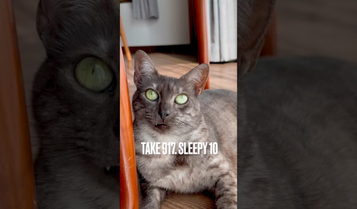 #眠いぞ #窓辺でまったり #のびのび猫 #egyptianmaucat #エジプシャンマウ #エジプシャンマウスモーク #グースベリーグリーンの瞳 #猫の目 #shorts