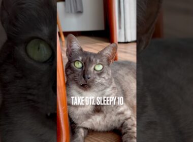 #眠いぞ #窓辺でまったり #のびのび猫 #egyptianmaucat #エジプシャンマウ #エジプシャンマウスモーク #グースベリーグリーンの瞳 #猫の目 #shorts