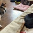 寝そべるキジシロのルル、シャムの子ネコ雫、黒猫の子ネコ黒夢。三毛猫ミックスが、黒夢を、威嚇。何があったの？と、ビビるルル、雫