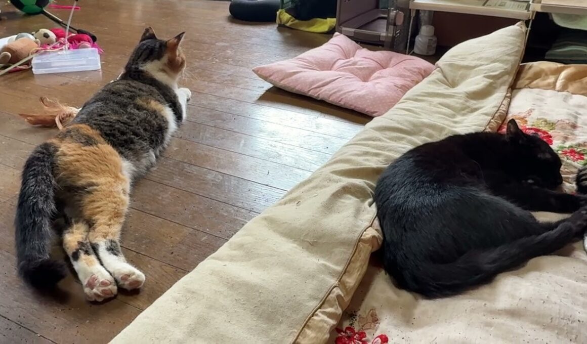 寝そべるキジシロのルル、シャムの子ネコ雫、黒猫の子ネコ黒夢。三毛猫ミックスが、黒夢を、威嚇。何があったの？と、ビビるルル、雫