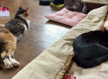 寝そべるキジシロのルル、シャムの子ネコ雫、黒猫の子ネコ黒夢。三毛猫ミックスが、黒夢を、威嚇。何があったの？と、ビビるルル、雫