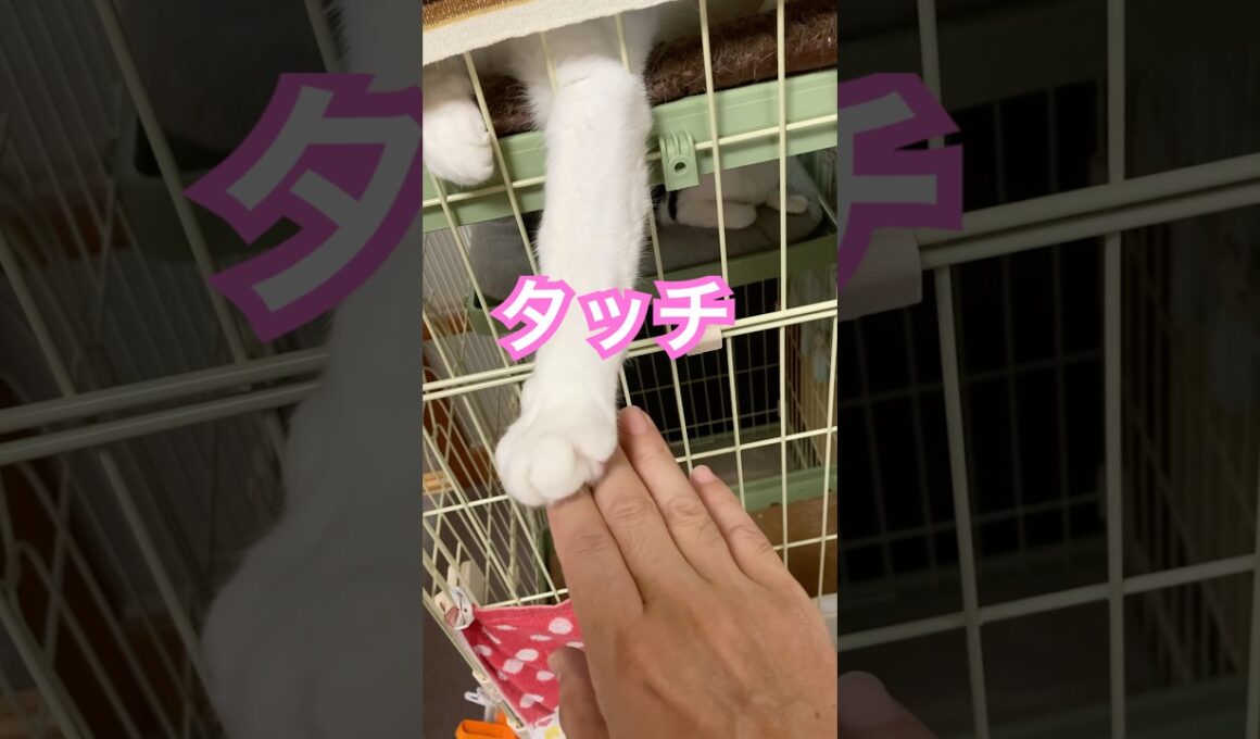 まるの手が可愛いすぎた　#メインクーンミックス #保護猫#猫の手