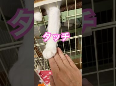 まるの手が可愛いすぎた　#メインクーンミックス #保護猫#猫の手