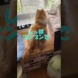 しっぽブンブン  #cat #猫のいる暮らし #アメリカンカール