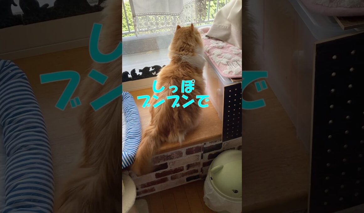 しっぽブンブン  #cat #猫のいる暮らし #アメリカンカール
