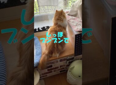 しっぽブンブン  #cat #猫のいる暮らし #アメリカンカール