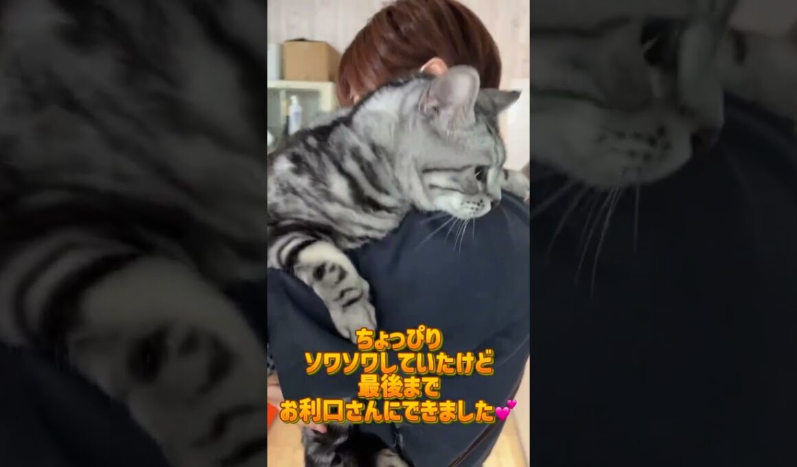 シャンプーコースご利用☆アメリカンショートヘアー　LAKIちゃん #cat  #短毛  #猫のいる暮らし