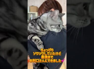 シャンプーコースご利用☆アメリカンショートヘアー　LAKIちゃん #cat  #短毛  #猫のいる暮らし
