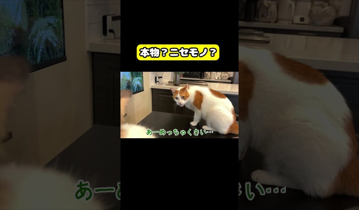 本物？ニセモノ？　#猫 #おもしろ #アテレコ #ニャンチューバーつくし