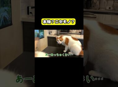 本物？ニセモノ？　#猫 #おもしろ #アテレコ #ニャンチューバーつくし