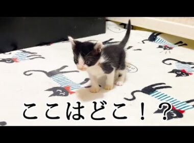 初めての部屋に興奮してピーンとなる子猫