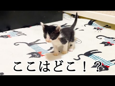 初めての部屋に興奮してピーンとなる子猫