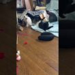 三毛猫ミックス「黒猫の黒夢。シャムの子ネコ雫を背後から、いきなり！雫、反撃の毒霧、連発」