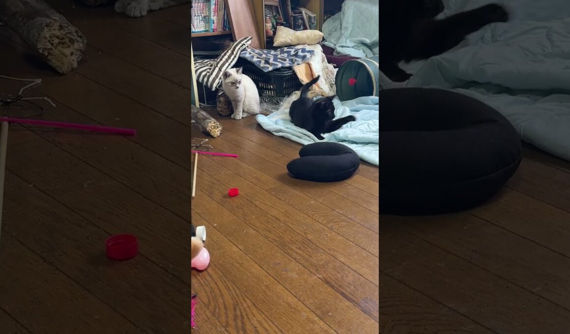 三毛猫ミックス「黒猫の黒夢。シャムの子ネコ雫を背後から、いきなり！雫、反撃の毒霧、連発」