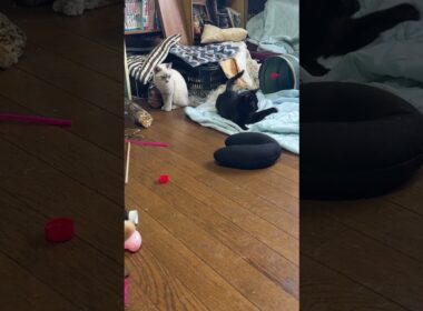 三毛猫ミックス「黒猫の黒夢。シャムの子ネコ雫を背後から、いきなり！雫、反撃の毒霧、連発」