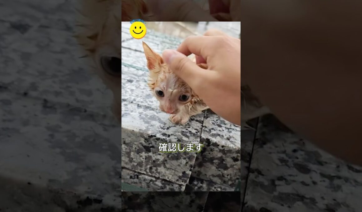 台風の日に偶然出会った子猫との縁。