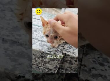 台風の日に偶然出会った子猫との縁。