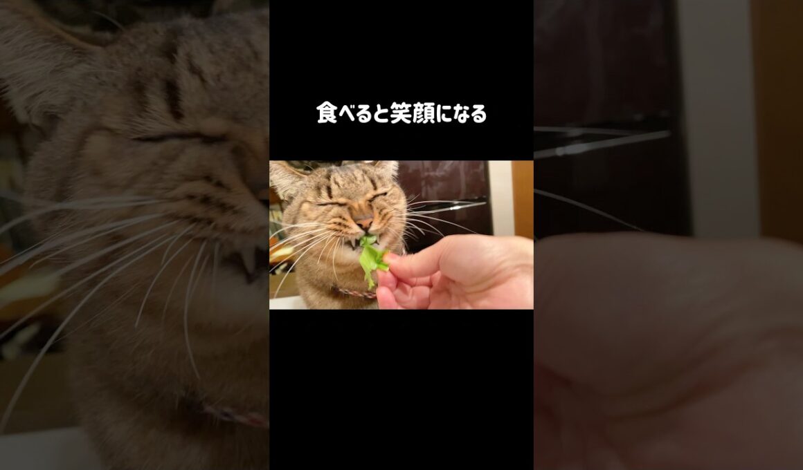 【食いしん坊の猫】白菜食べると笑顔になる長男猫うしお｜刺身をカウンターで堪能する末っ子猫くう
