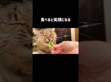 【食いしん坊の猫】白菜食べると笑顔になる長男猫うしお｜刺身をカウンターで堪能する末っ子猫くう