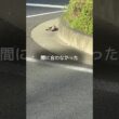 国道で後ろ足を引きずりながら動けなくなった子猫の今  #shorts #保護猫 #子猫